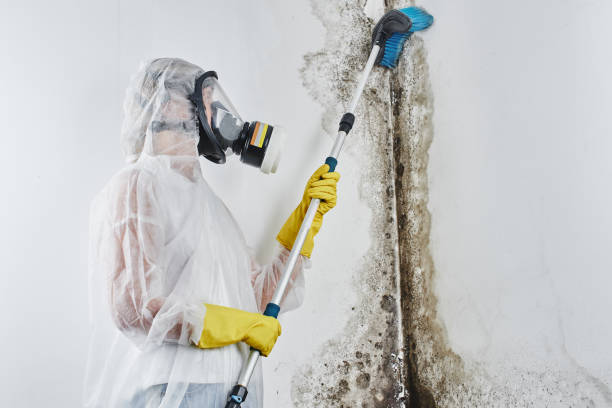 Best Residential Mold Remediation in Rapid Valley, SD