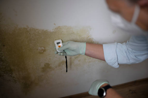 Best Emergency Mold Remediation in Rapid Valley, SD
